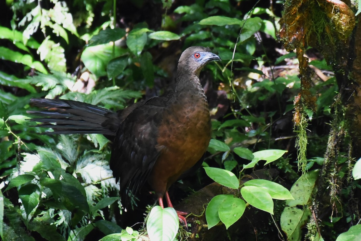 Sickle-winged Guan - ML495773661