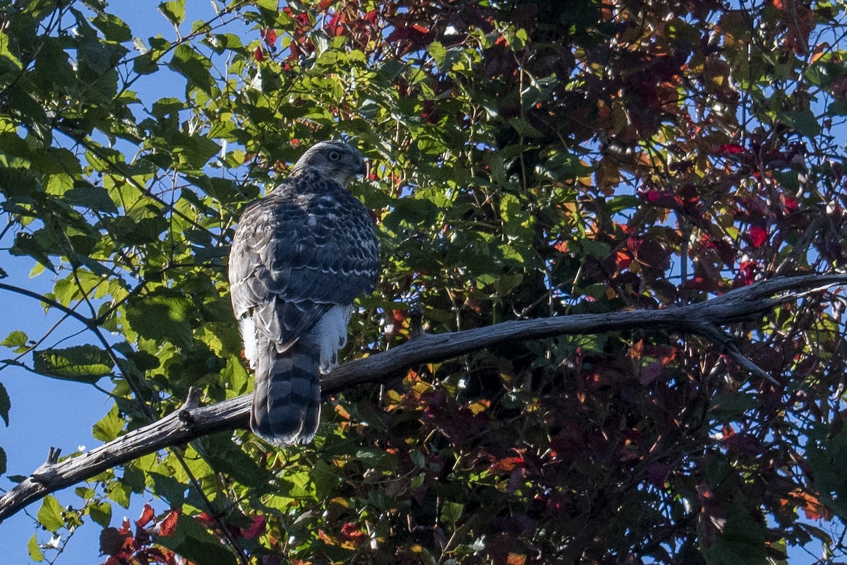 American Goshawk - ML495775211