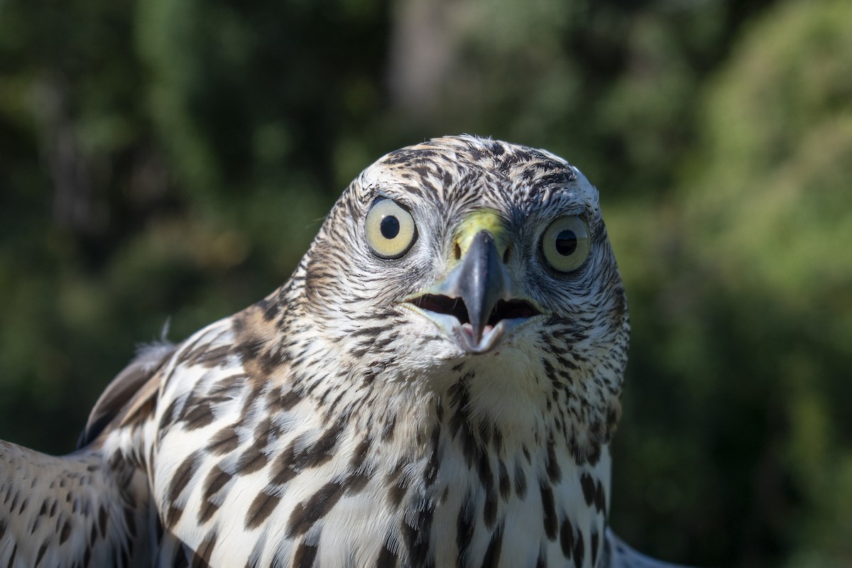 American Goshawk - C. R. C.