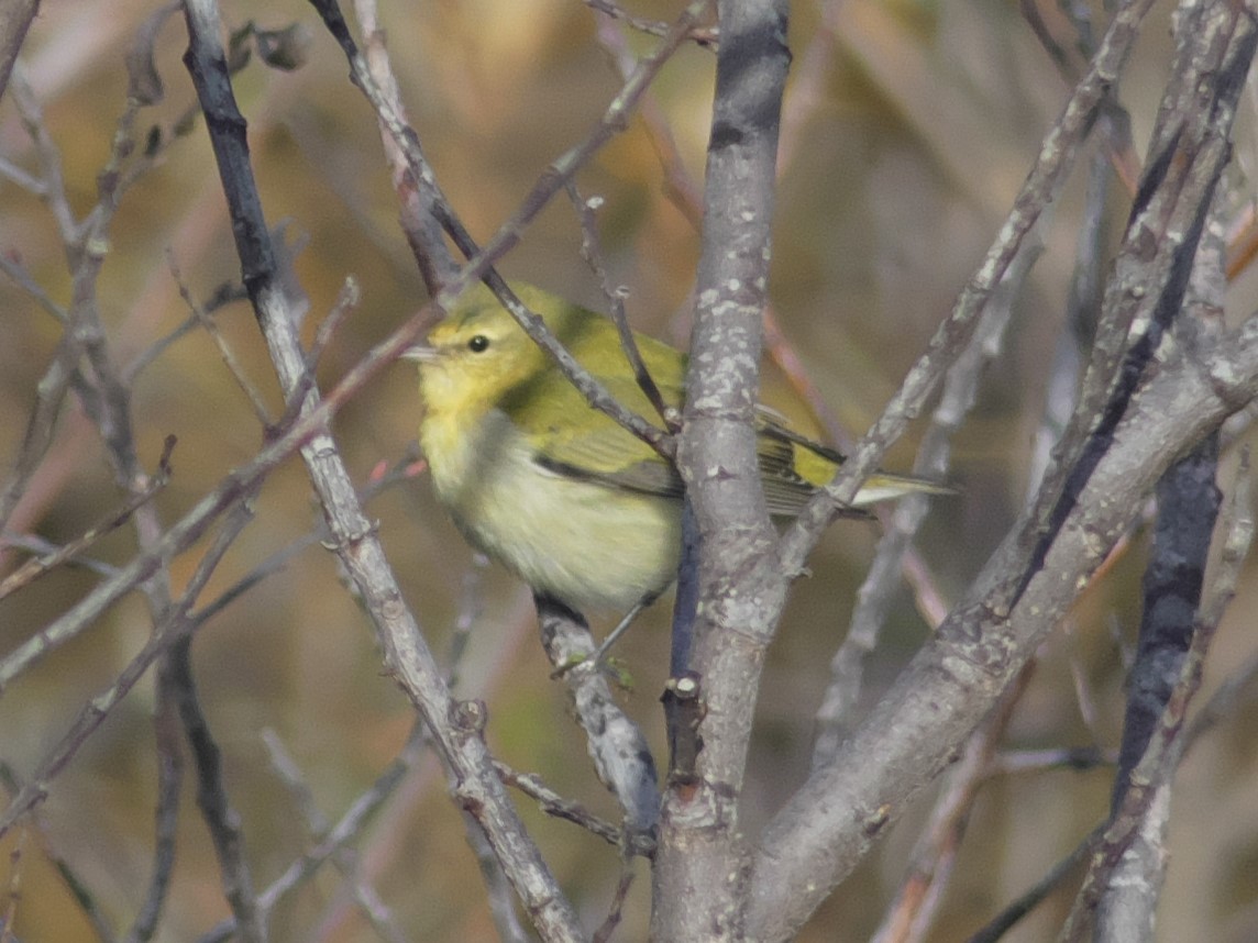 Tennessee Warbler - ML495775311