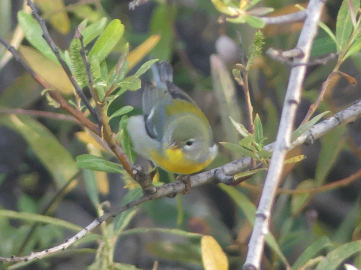 Northern Parula - ML495775421