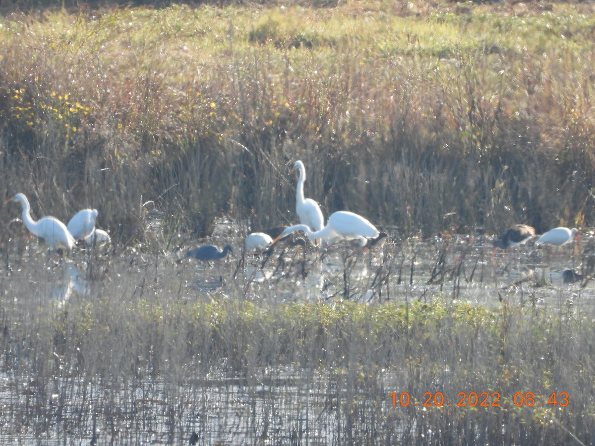 White Ibis - ML495775521