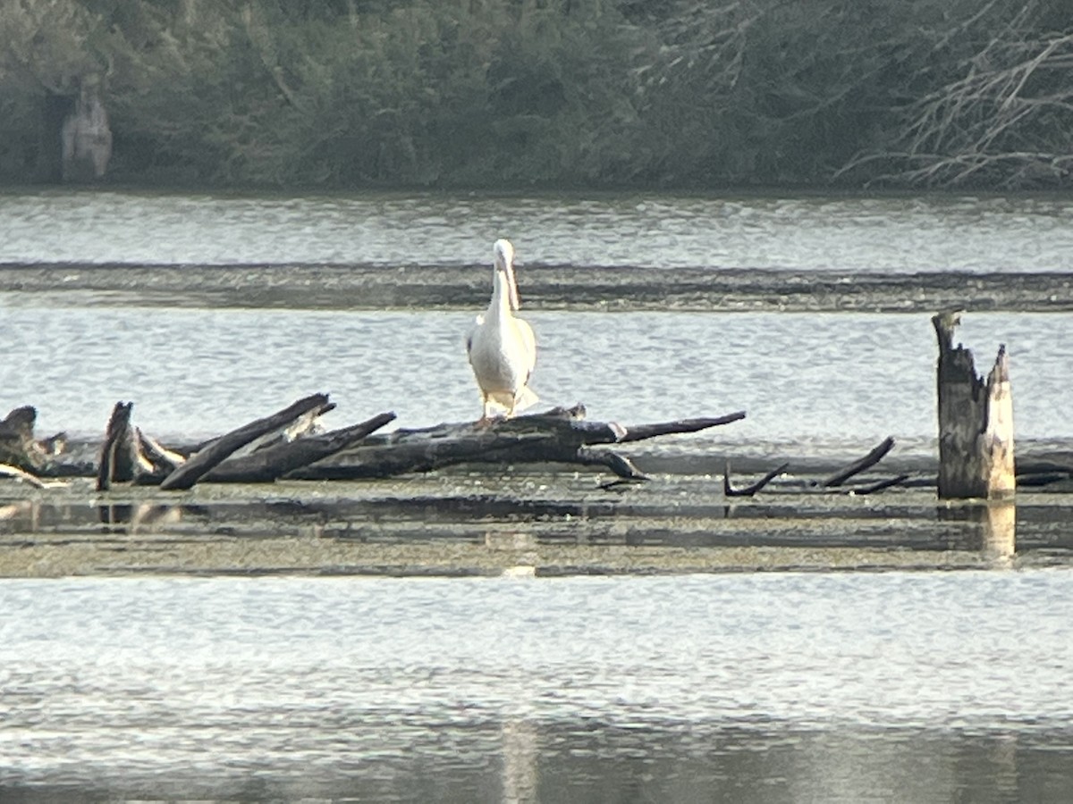 American White Pelican - ML495778021