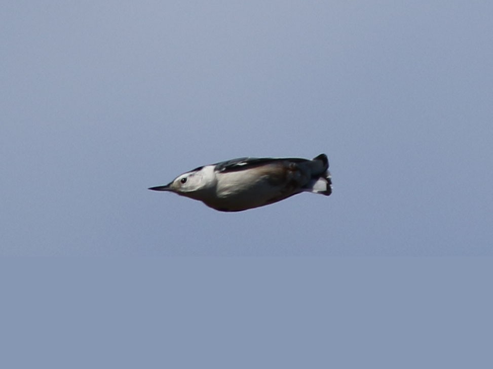 White-breasted Nuthatch - ML495778121