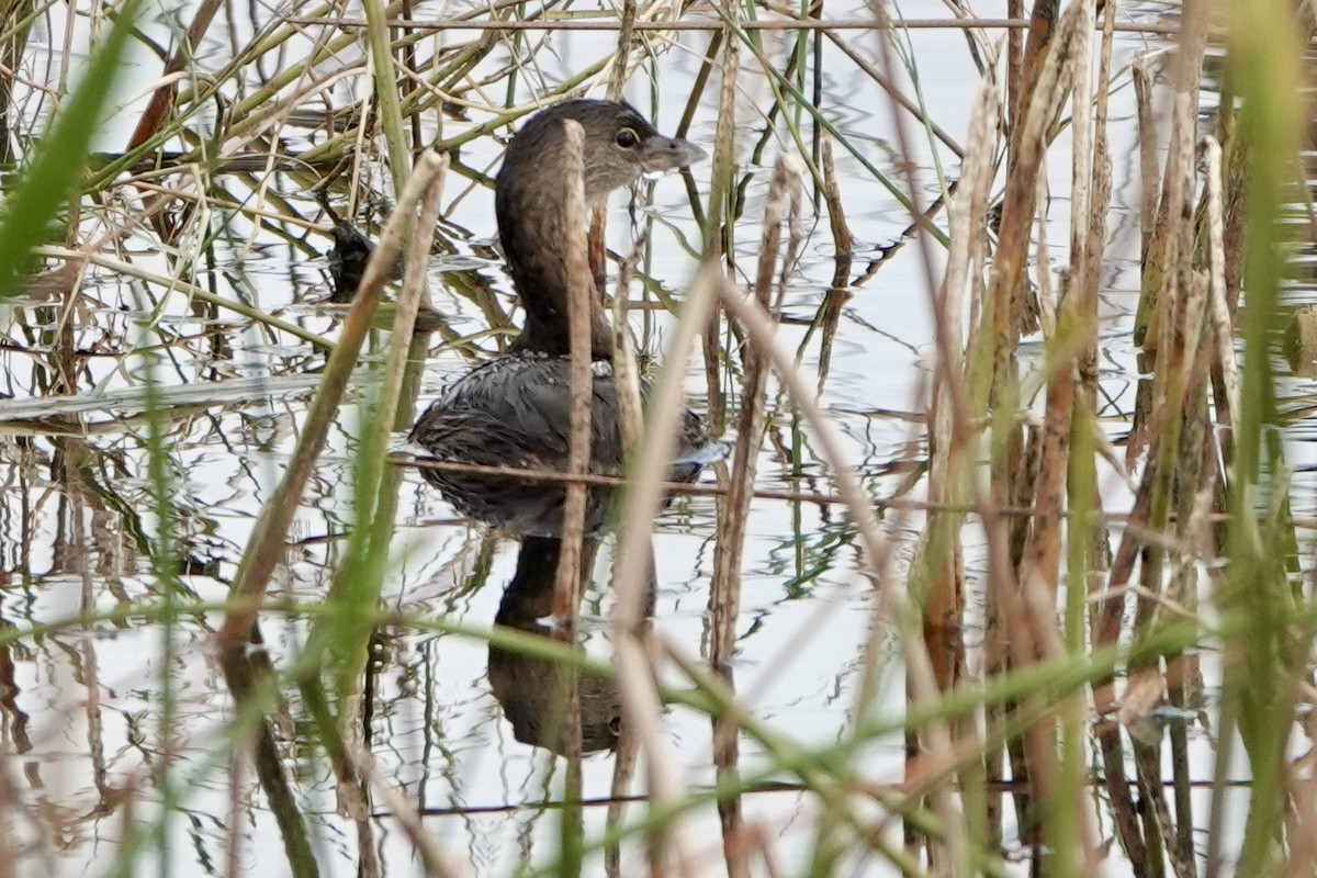 Pied-billed Grebe - ML495780431