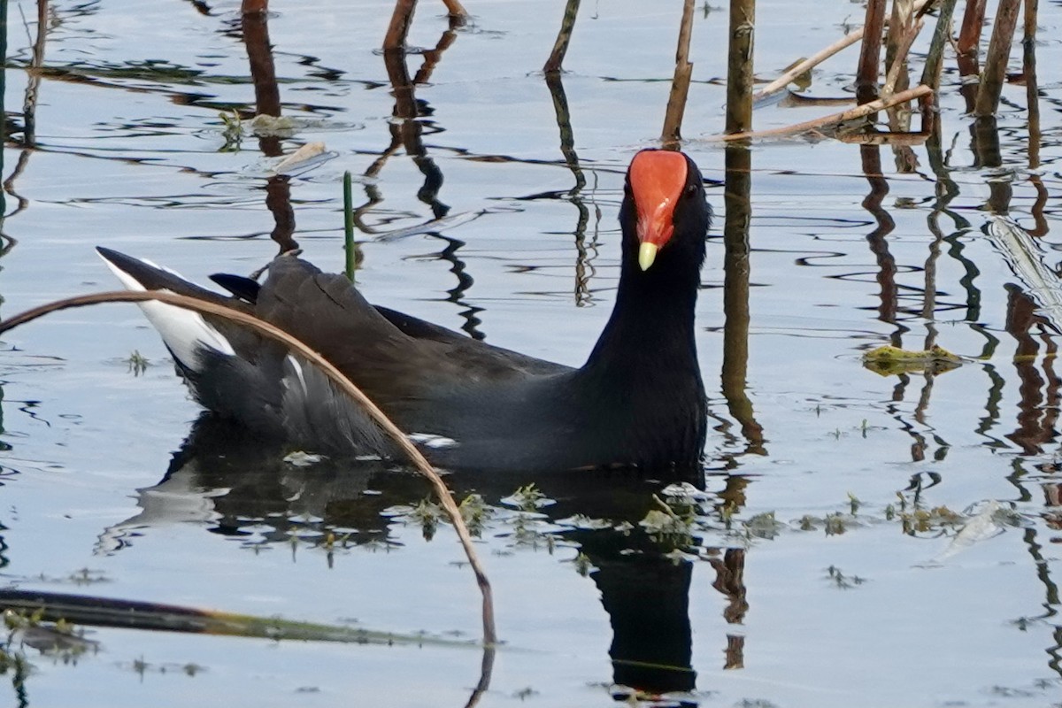 Gallinule d'Amérique - ML495780511