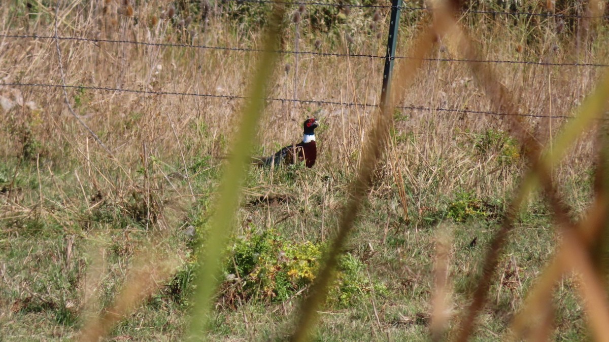 Ring-necked Pheasant - ML495782131