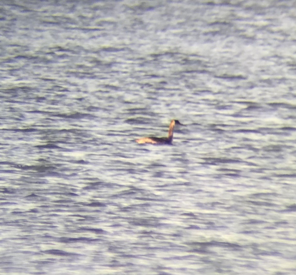 Red-necked Grebe - ML495782251