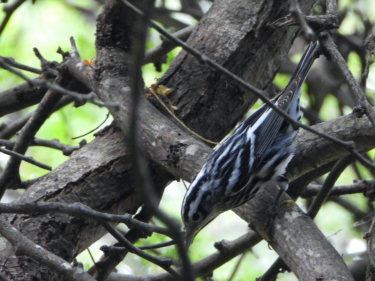 Black-and-white Warbler - ML495784511