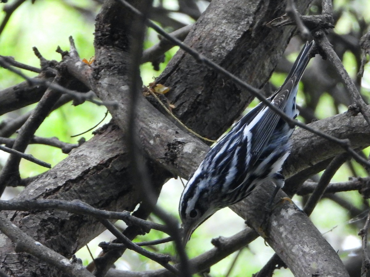 Black-and-white Warbler - Glenda Tromp