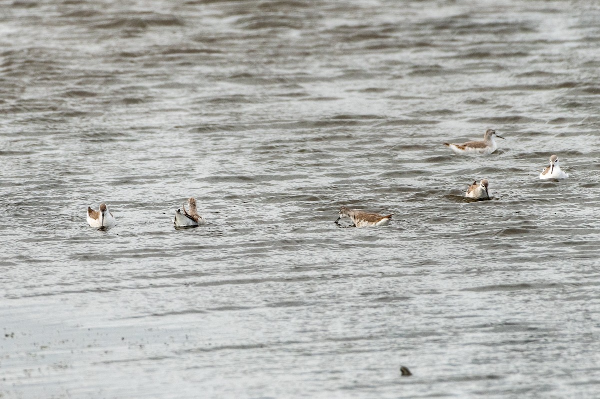 hvithalesvømmesnipe - ML495785491