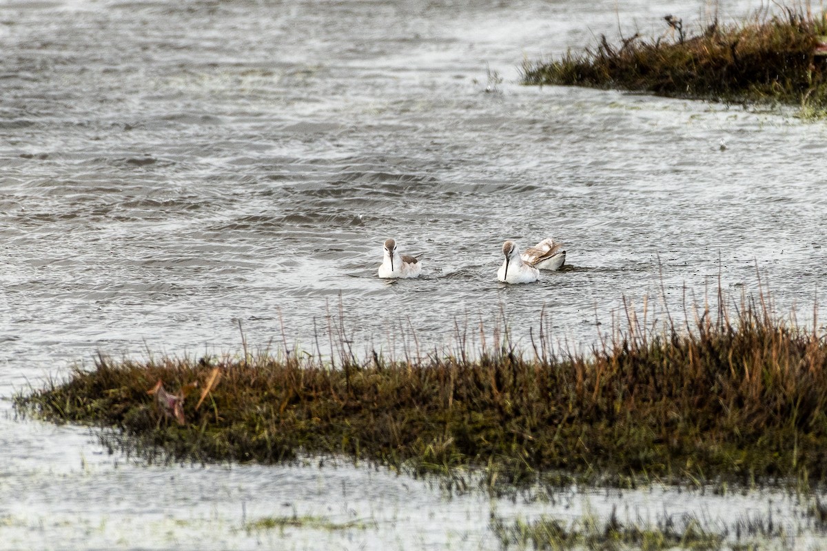 hvithalesvømmesnipe - ML495785511