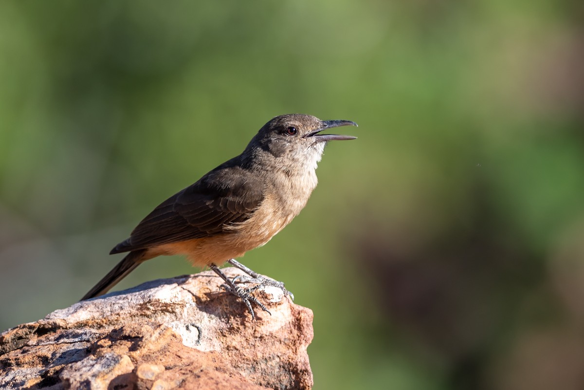 Sandstone Shrikethrush - ML495785831