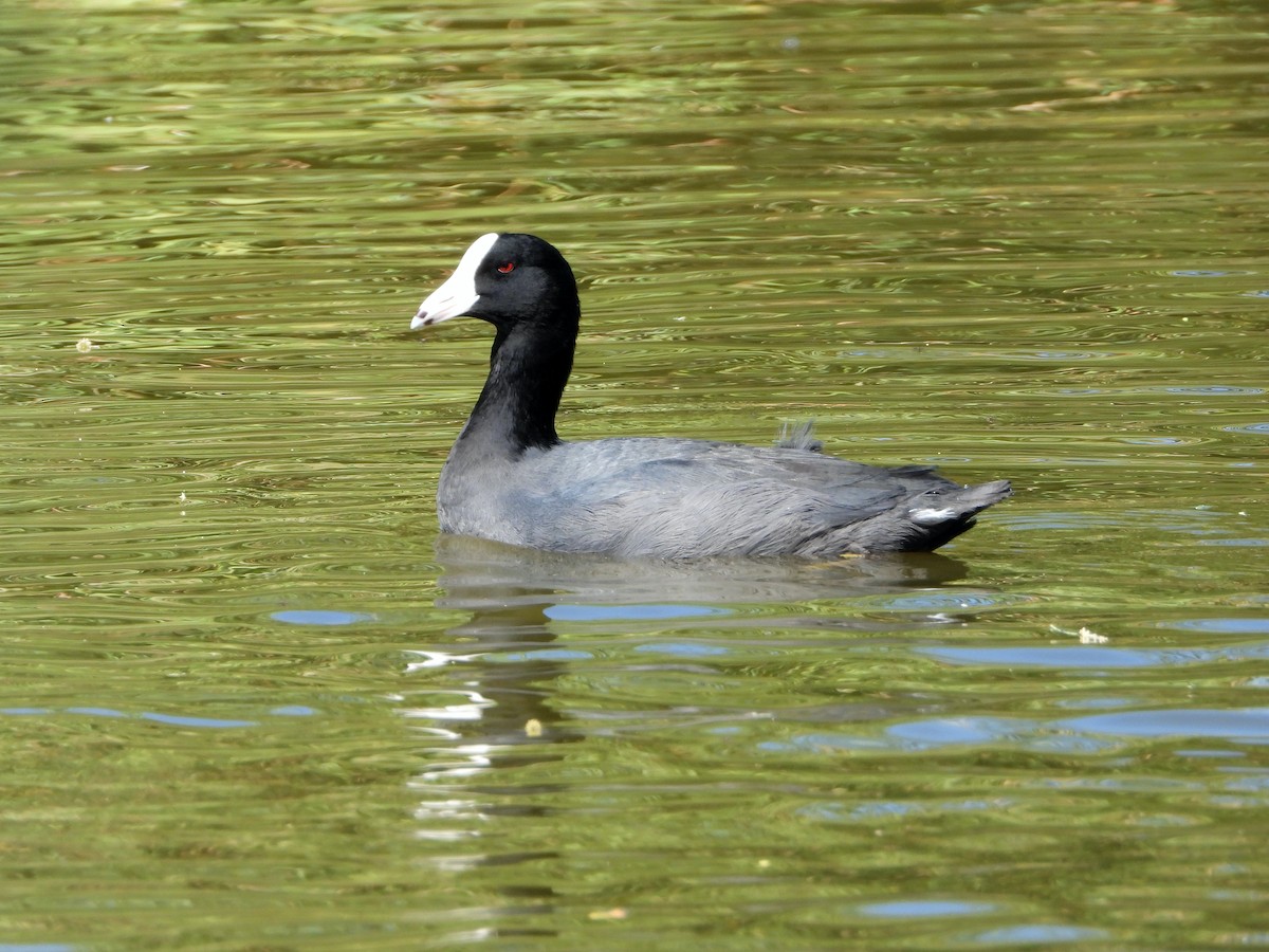 American Coot (White-shielded) - ML495786271