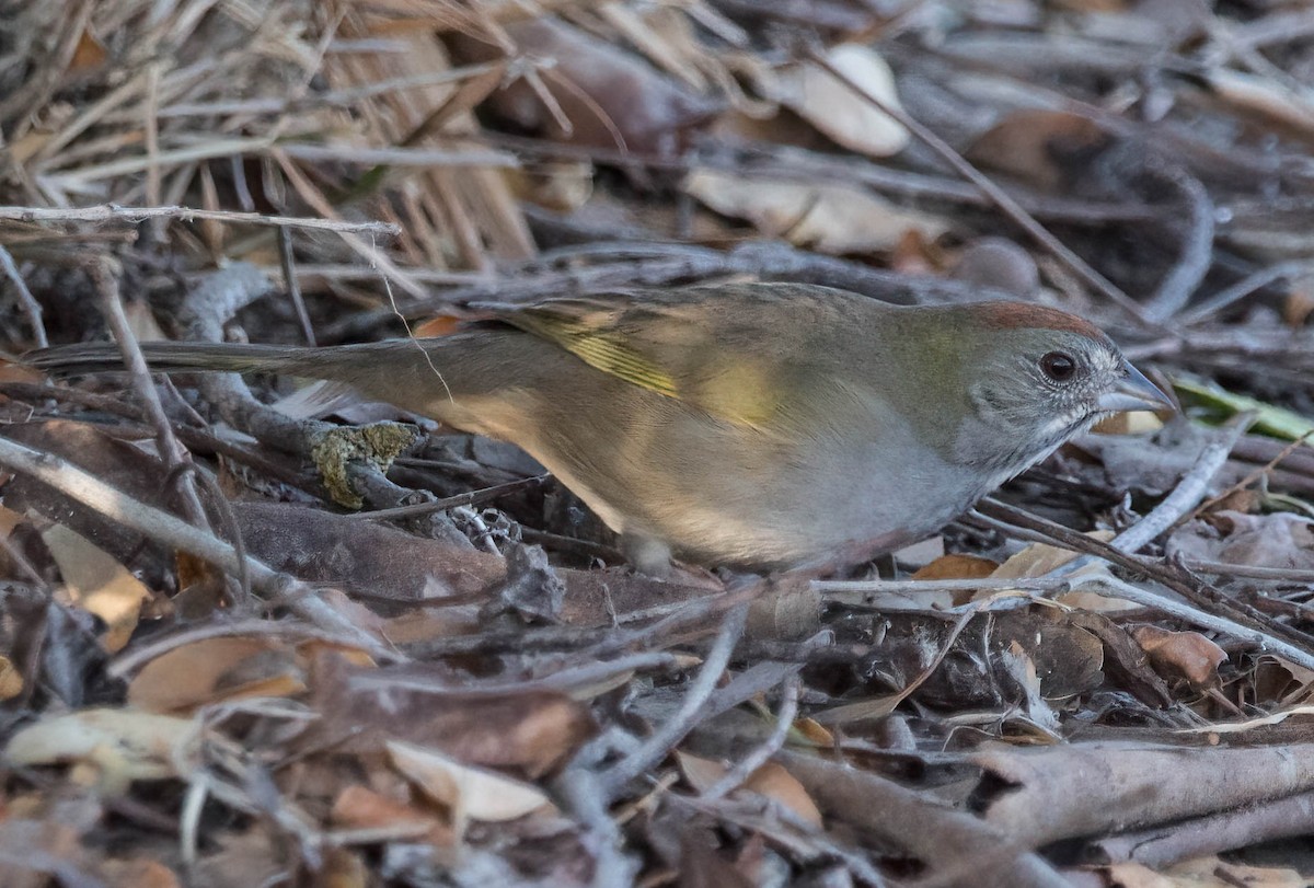 Green-tailed Towhee - ML495786611