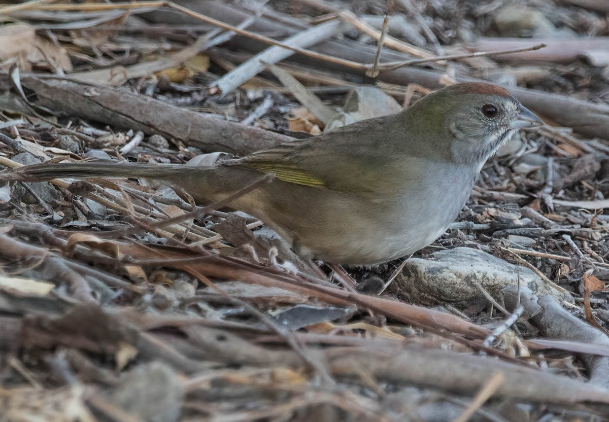Green-tailed Towhee - ML495786641