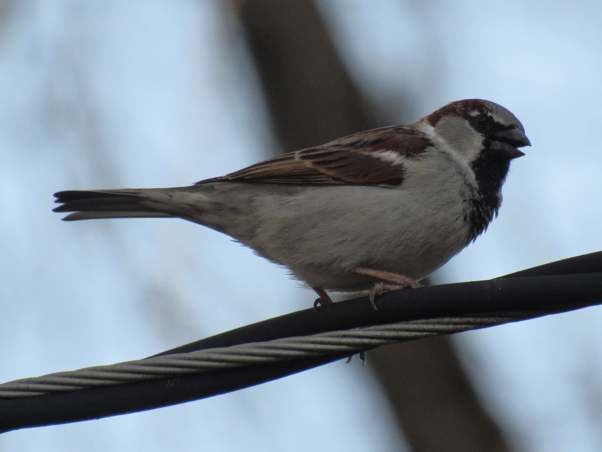 House Sparrow - ML49578691
