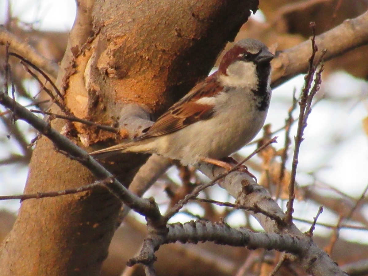 House Sparrow - ML49578721