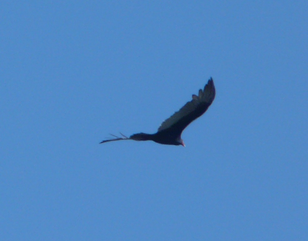 Turkey Vulture - ML495787751