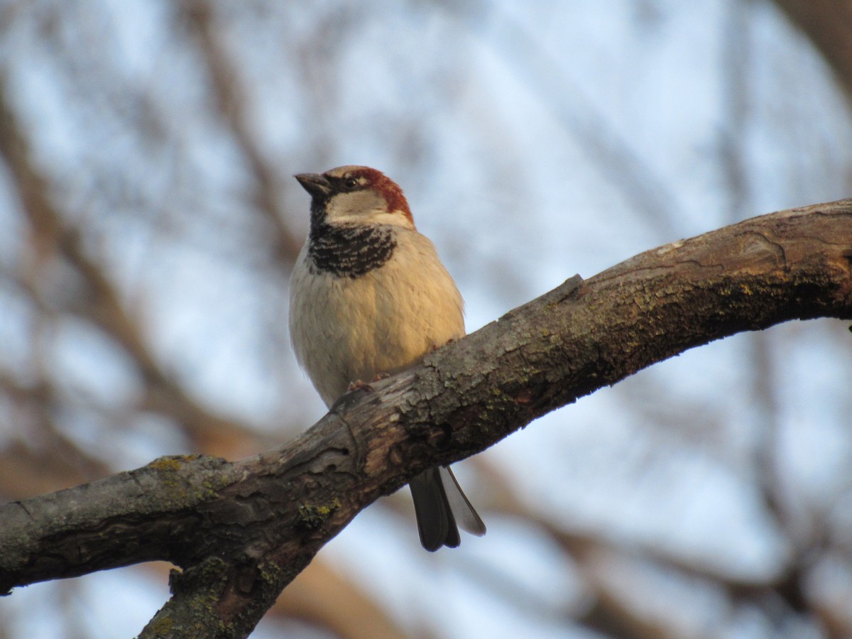 House Sparrow - ML49578801