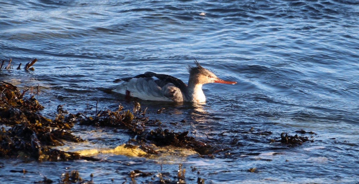 Red-breasted Merganser - ML495790031