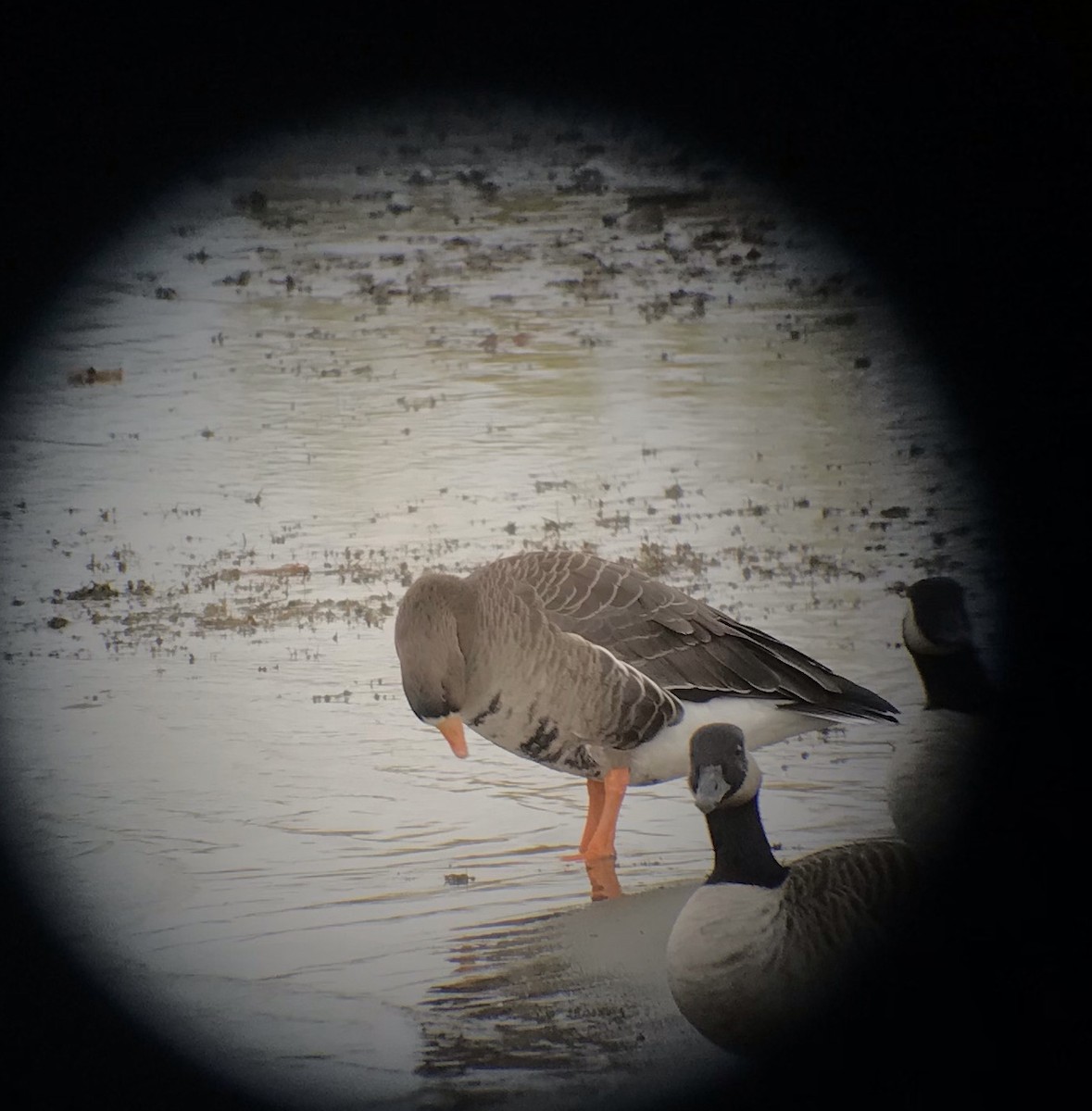 Greater White-fronted Goose - ML495790111
