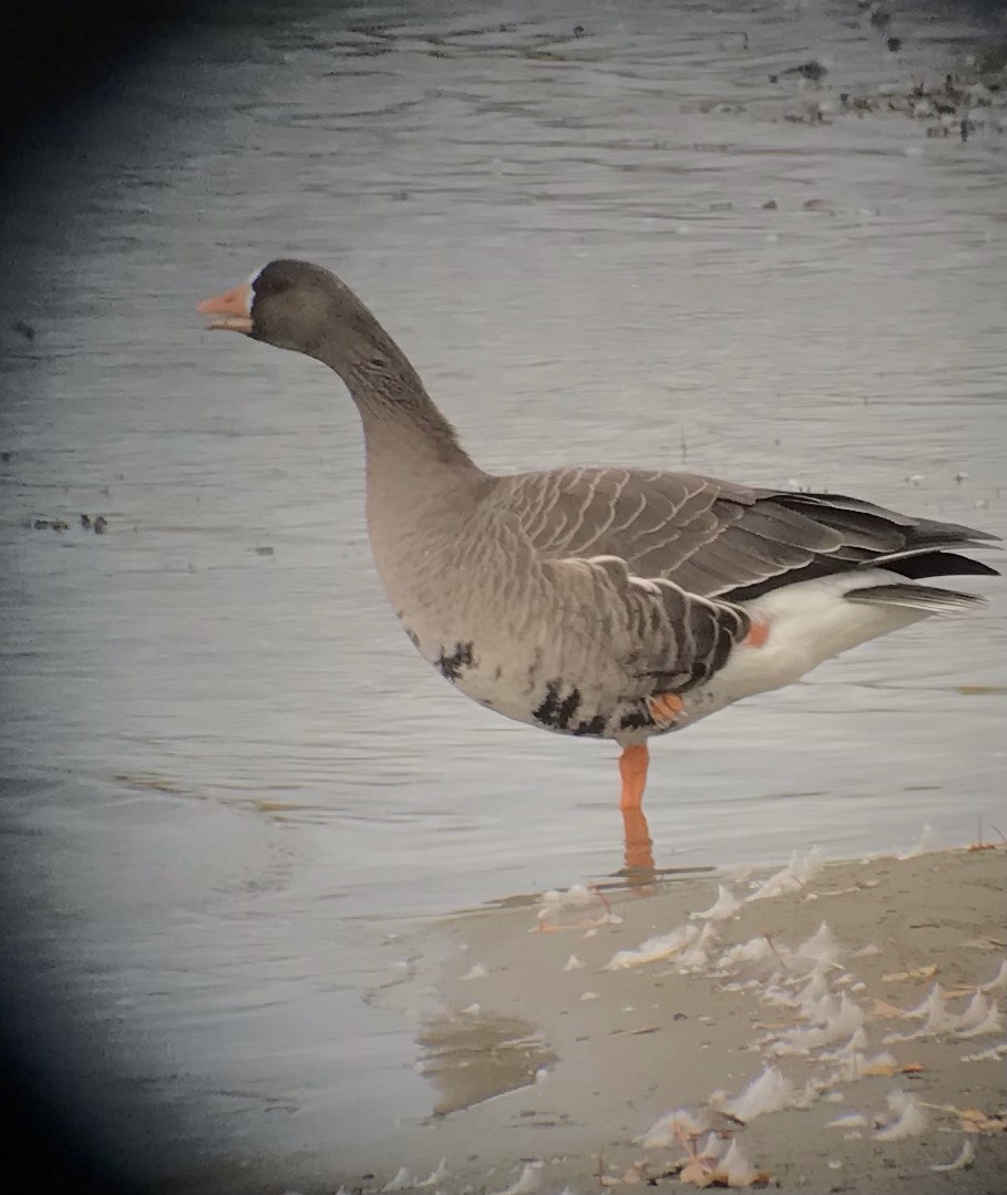 Greater White-fronted Goose - ML495790201