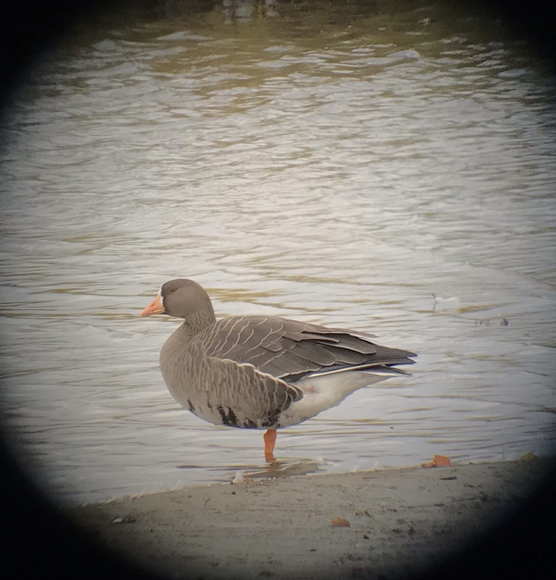 Greater White-fronted Goose - ML495790281