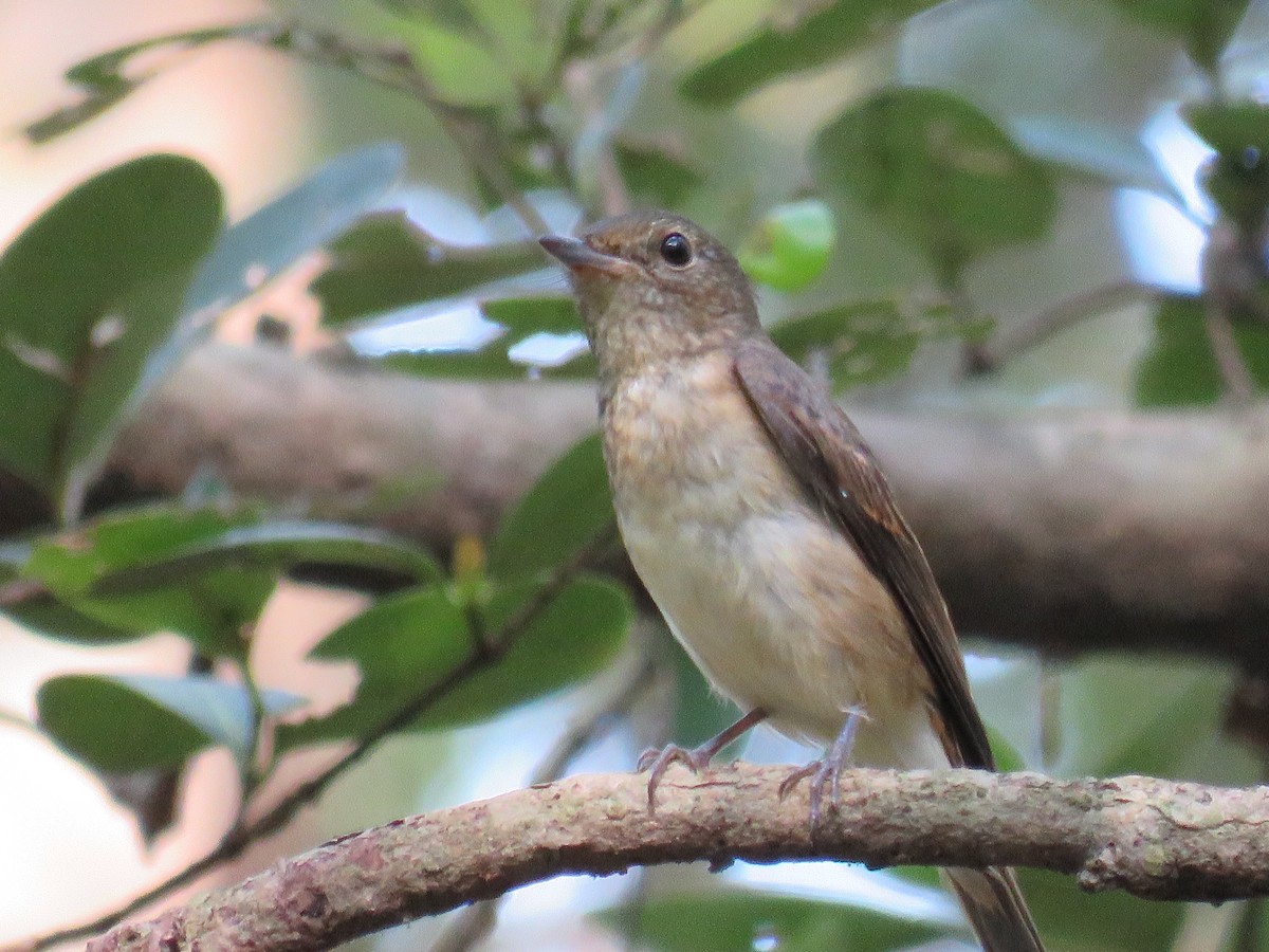 Narcissus Flycatcher - Riza Melicor