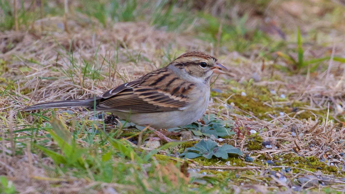 Chipping Sparrow - ML495791481