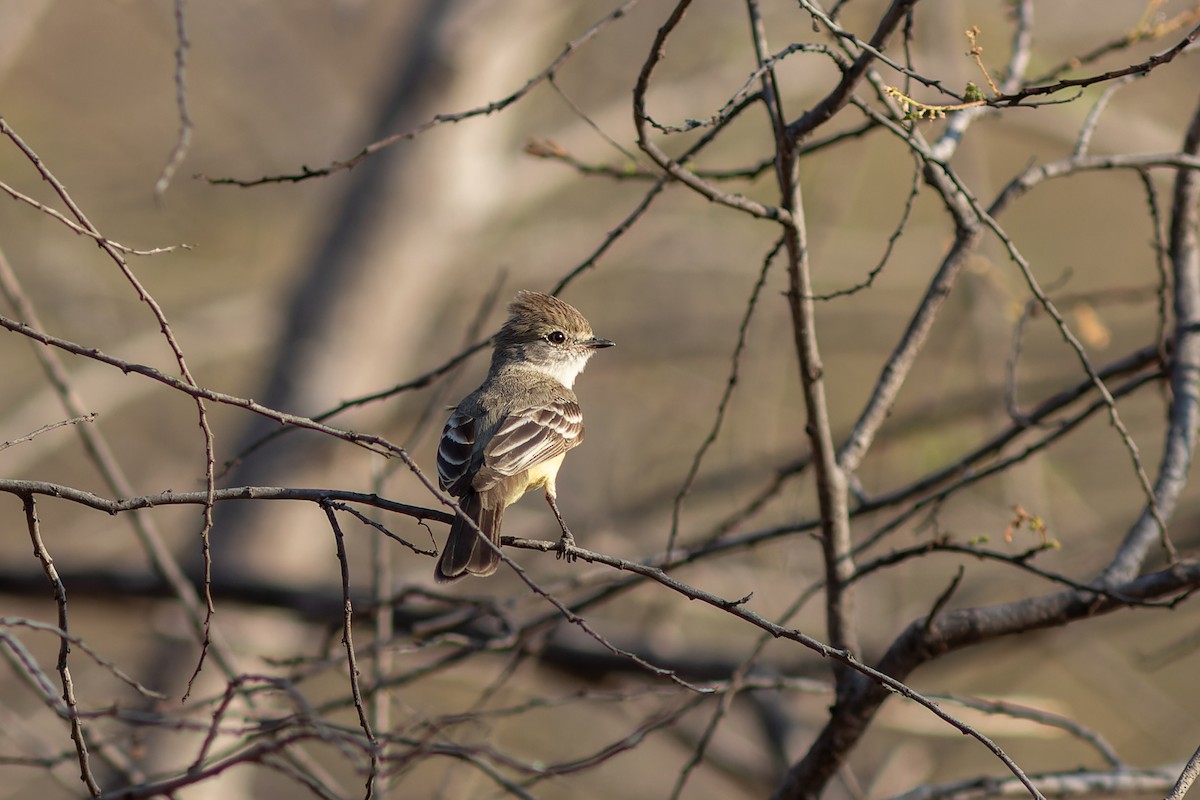 Southern Scrub-Flycatcher - ML495792761