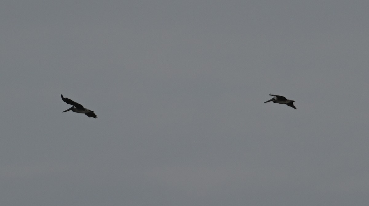 Brown Pelican - ML495792981