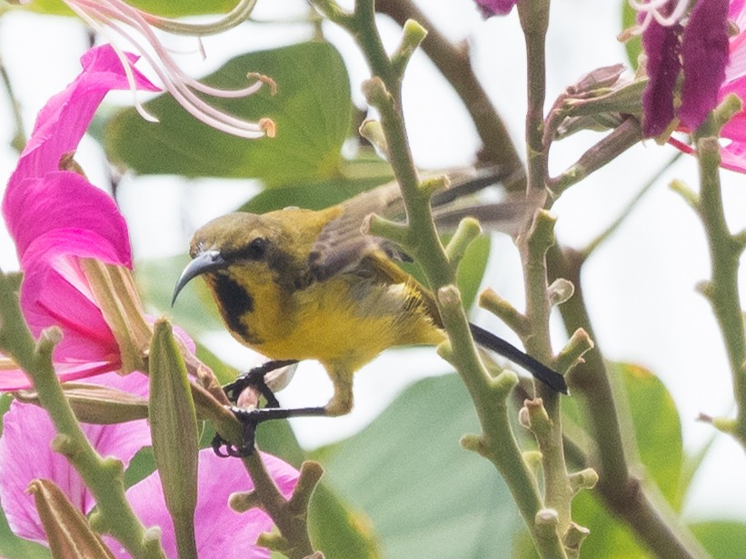 Ornate Sunbird - ML495797311