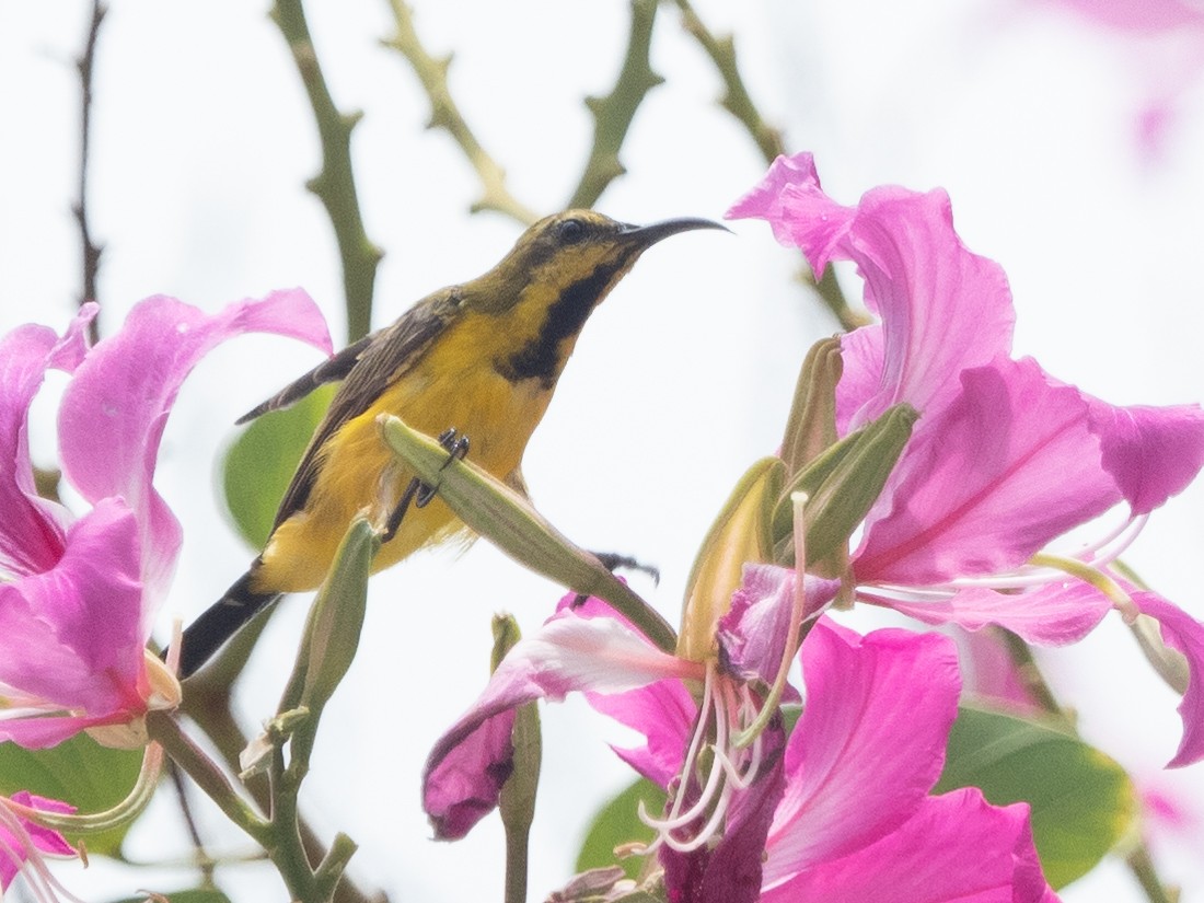 Ornate Sunbird - ML495797321