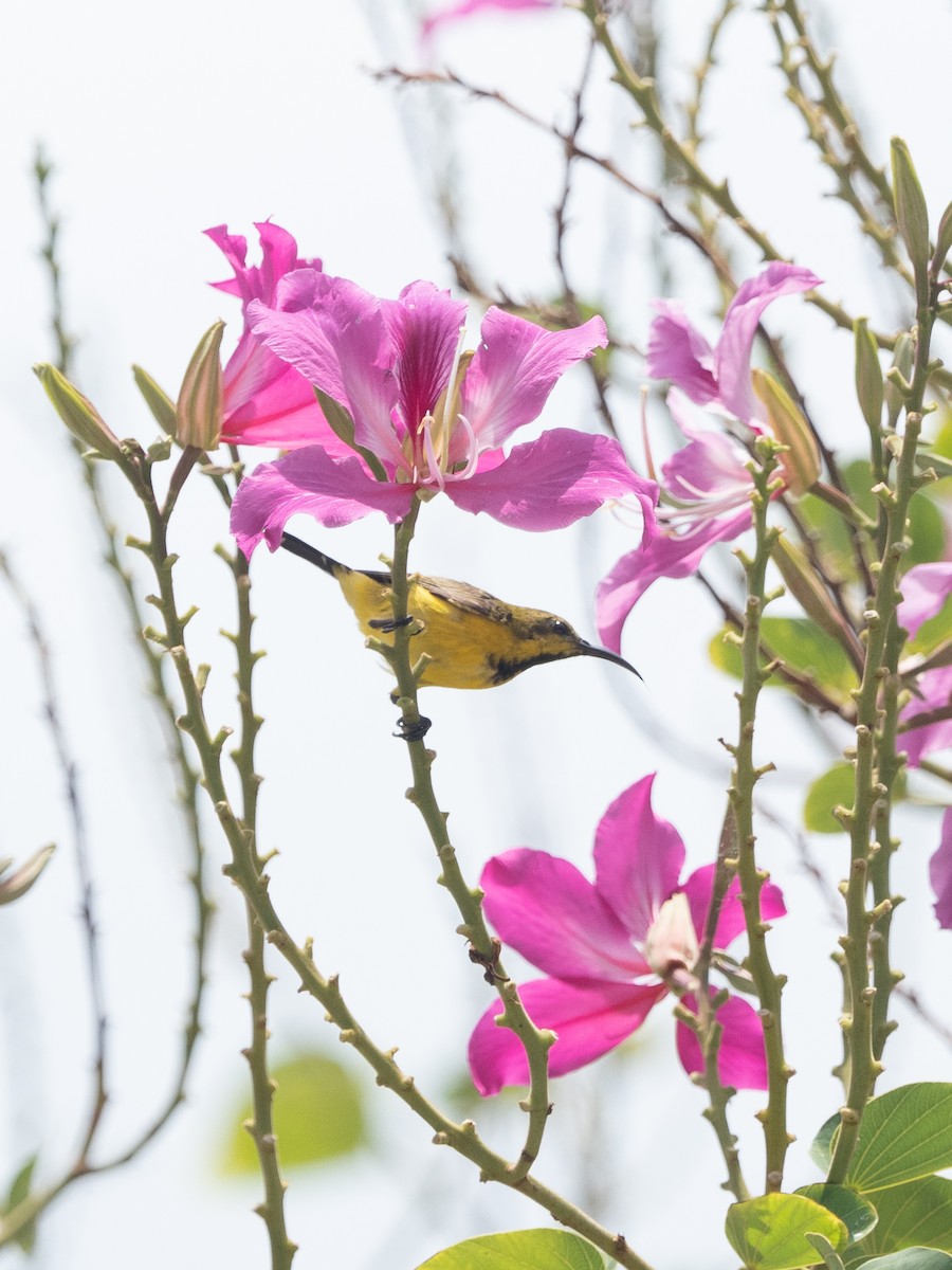 Ornate Sunbird - ML495797341