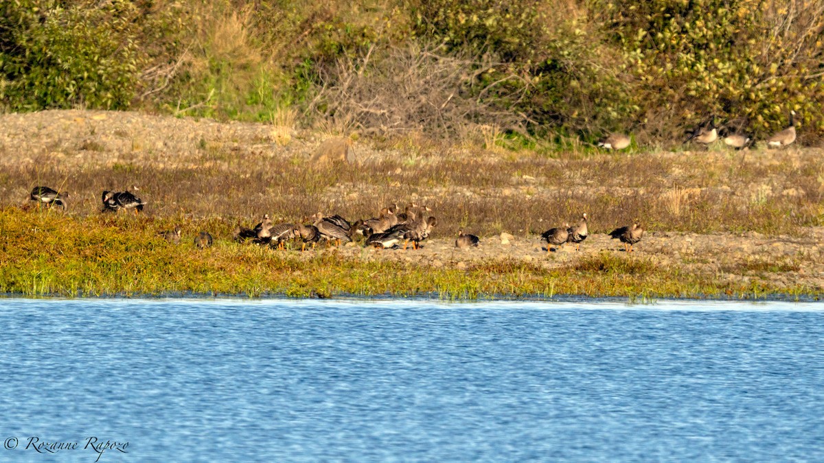 Greater White-fronted Goose - ML495797701