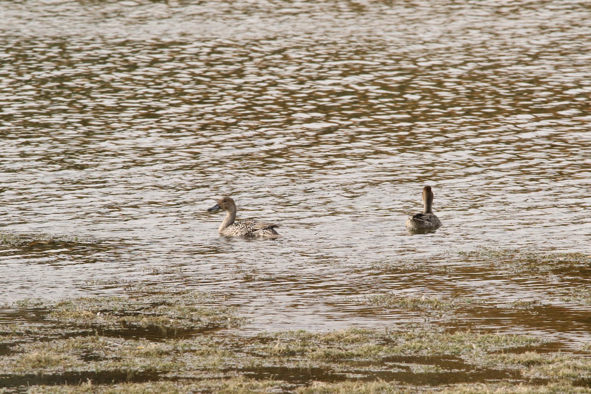 Northern Pintail - Todd Hagedorn