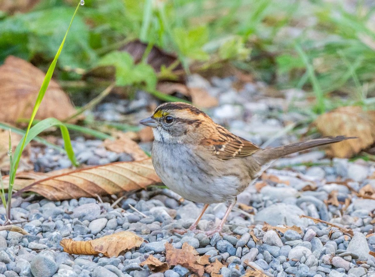 White-throated Sparrow - ML495798071