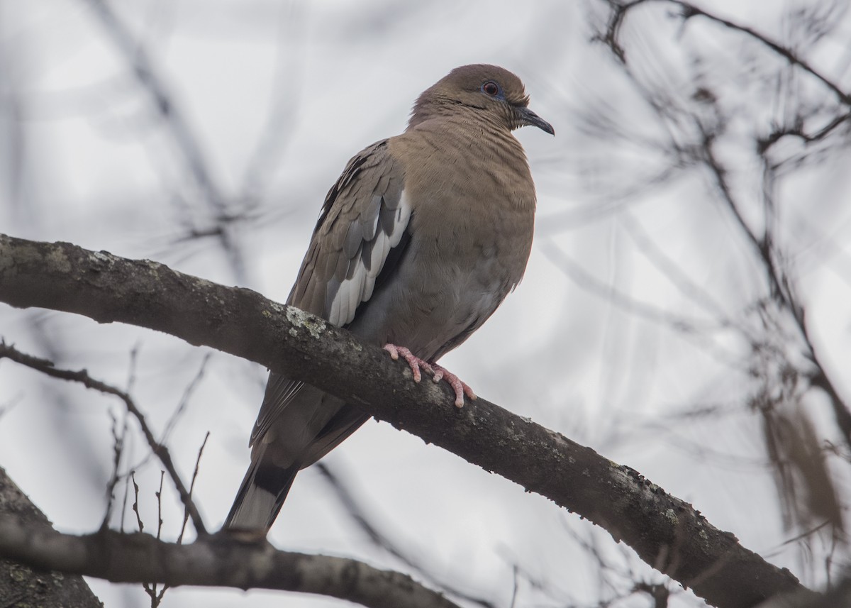 White-winged Dove - ML49579841