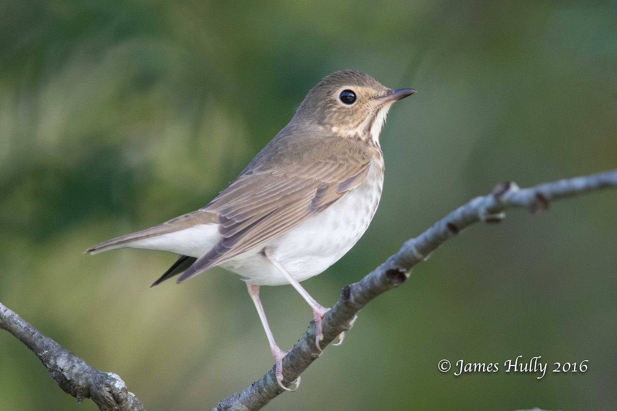 Swainson's Thrush - ML49579861