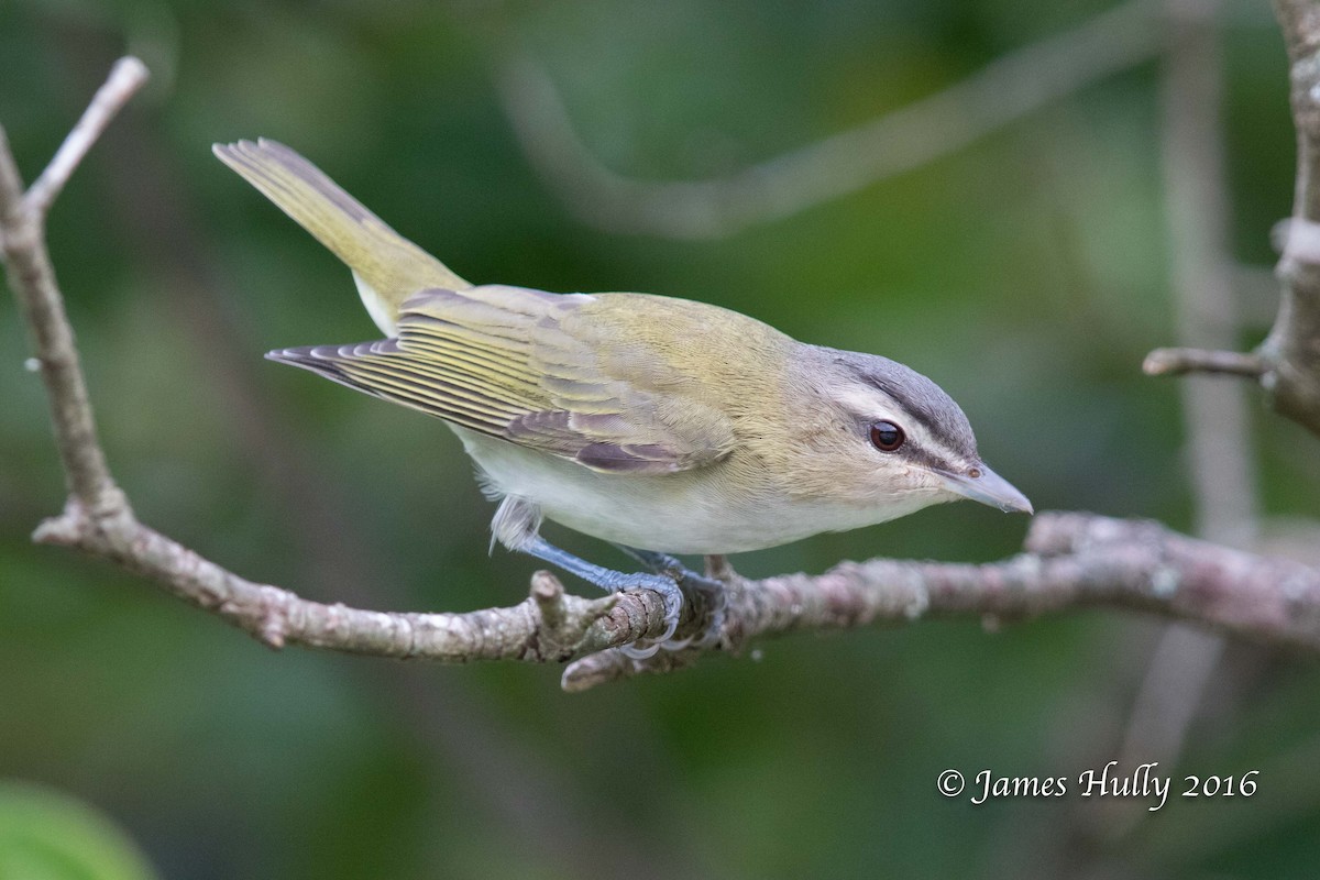 Red-eyed Vireo - James Hully