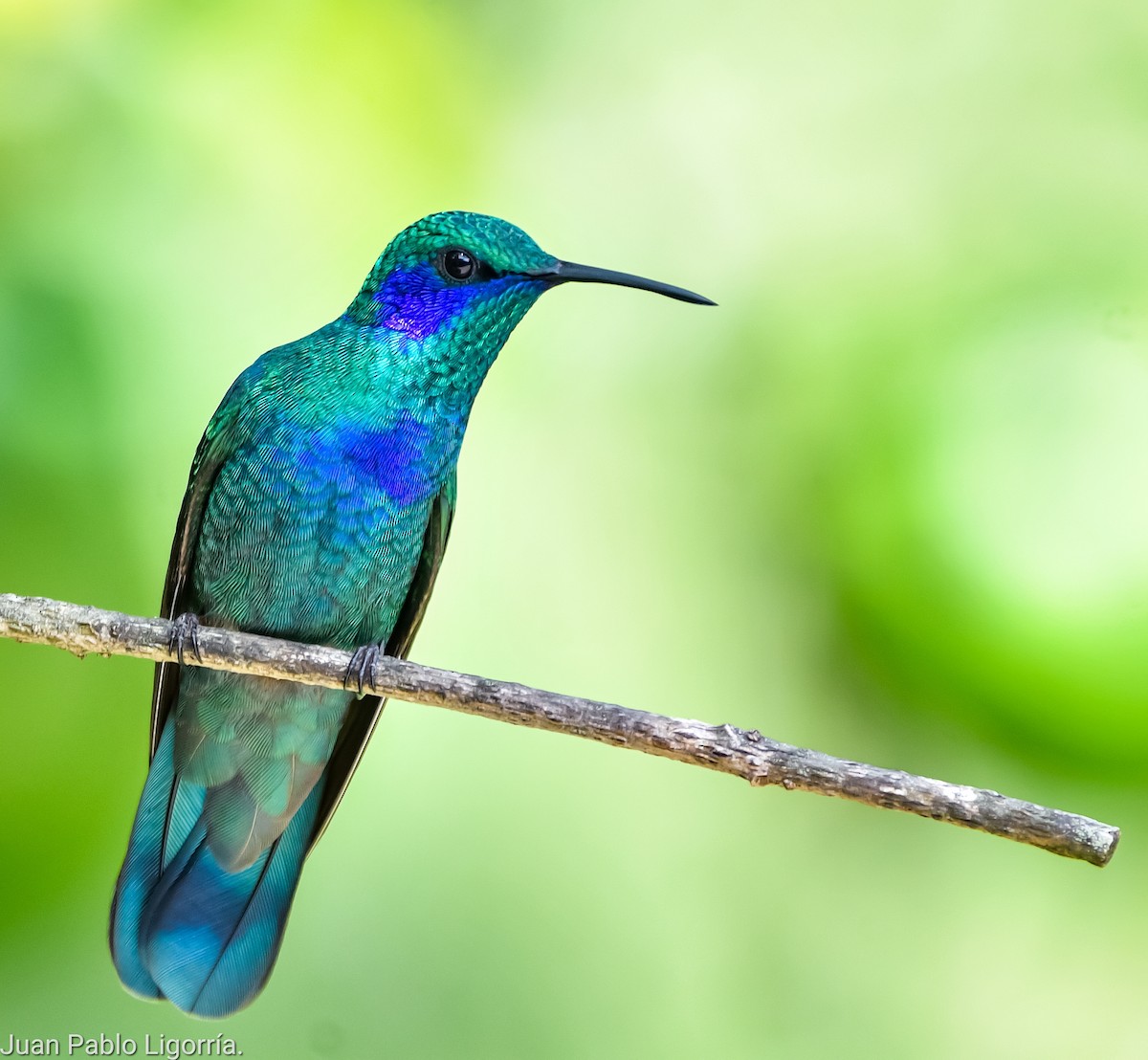 Mexican Violetear - Juan Pablo Ligorria