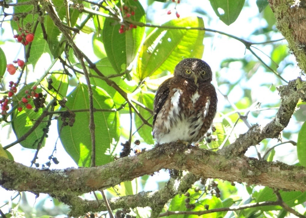 Costa Rican Pygmy-Owl - ML49580301