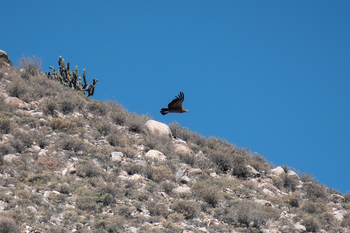 Andean Condor - ML495803651