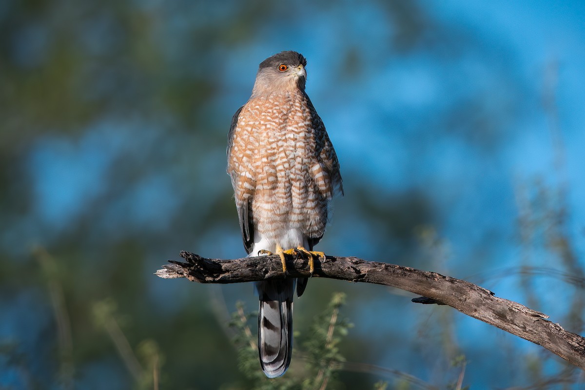 Cooper's Hawk - ML495804281