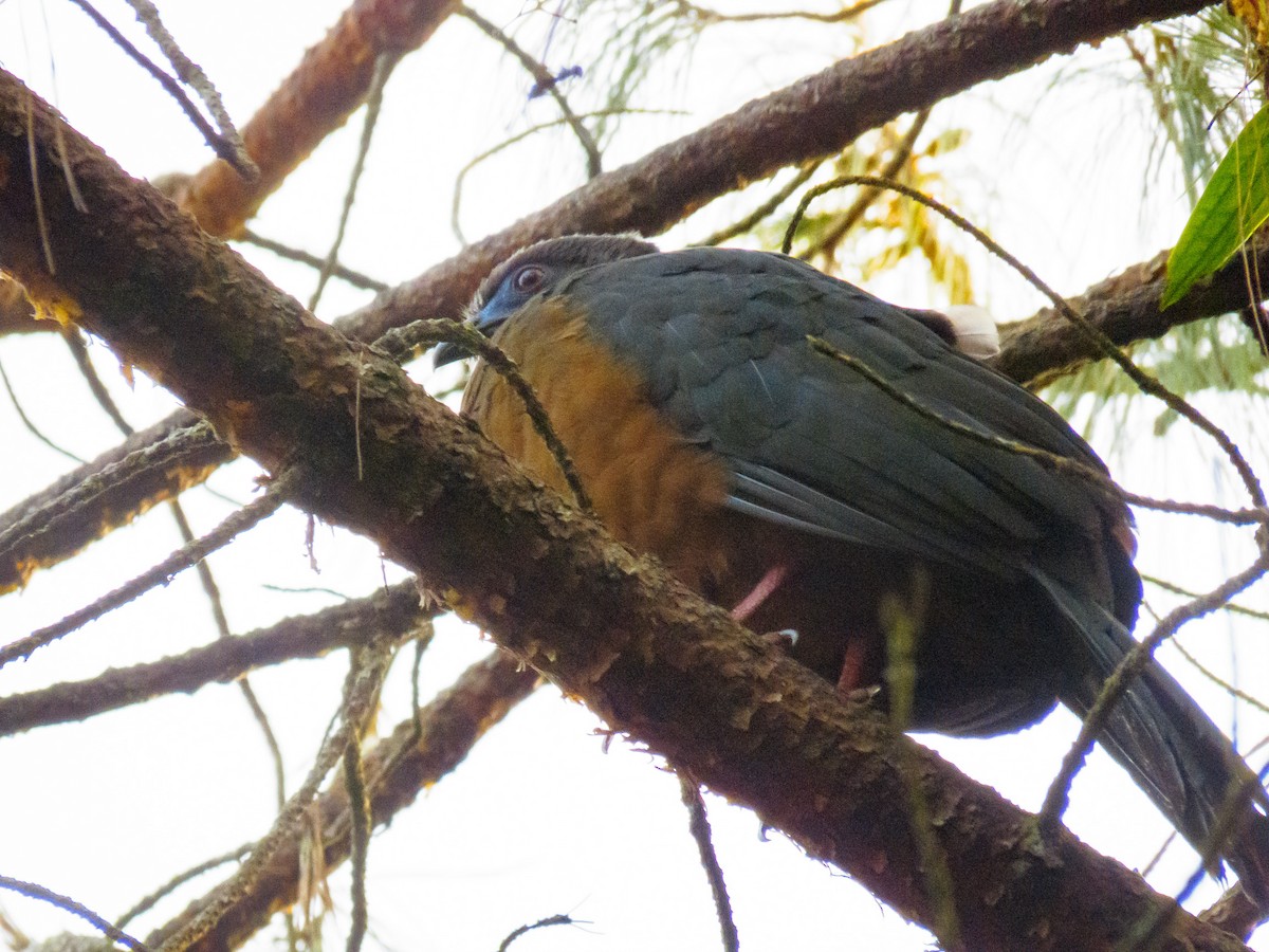 Sickle-winged Guan - Esteban Villa Restrepo