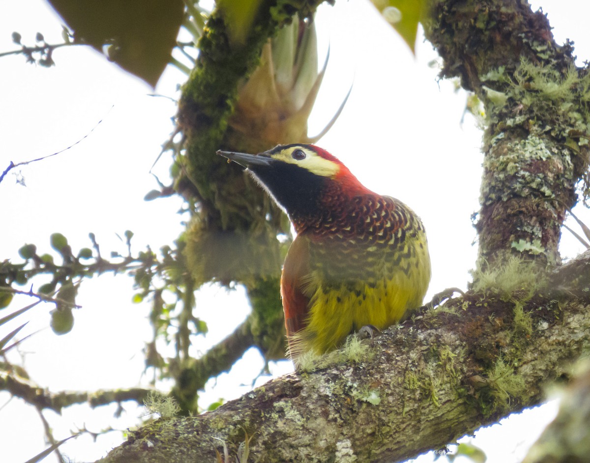 Crimson-mantled Woodpecker - ML495804631