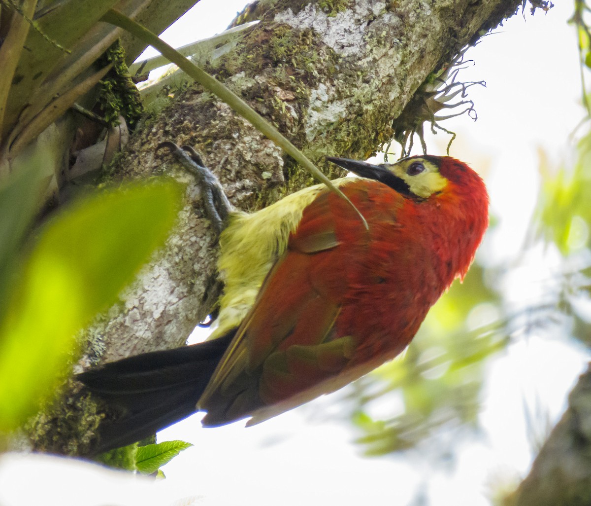 Crimson-mantled Woodpecker - ML495804771