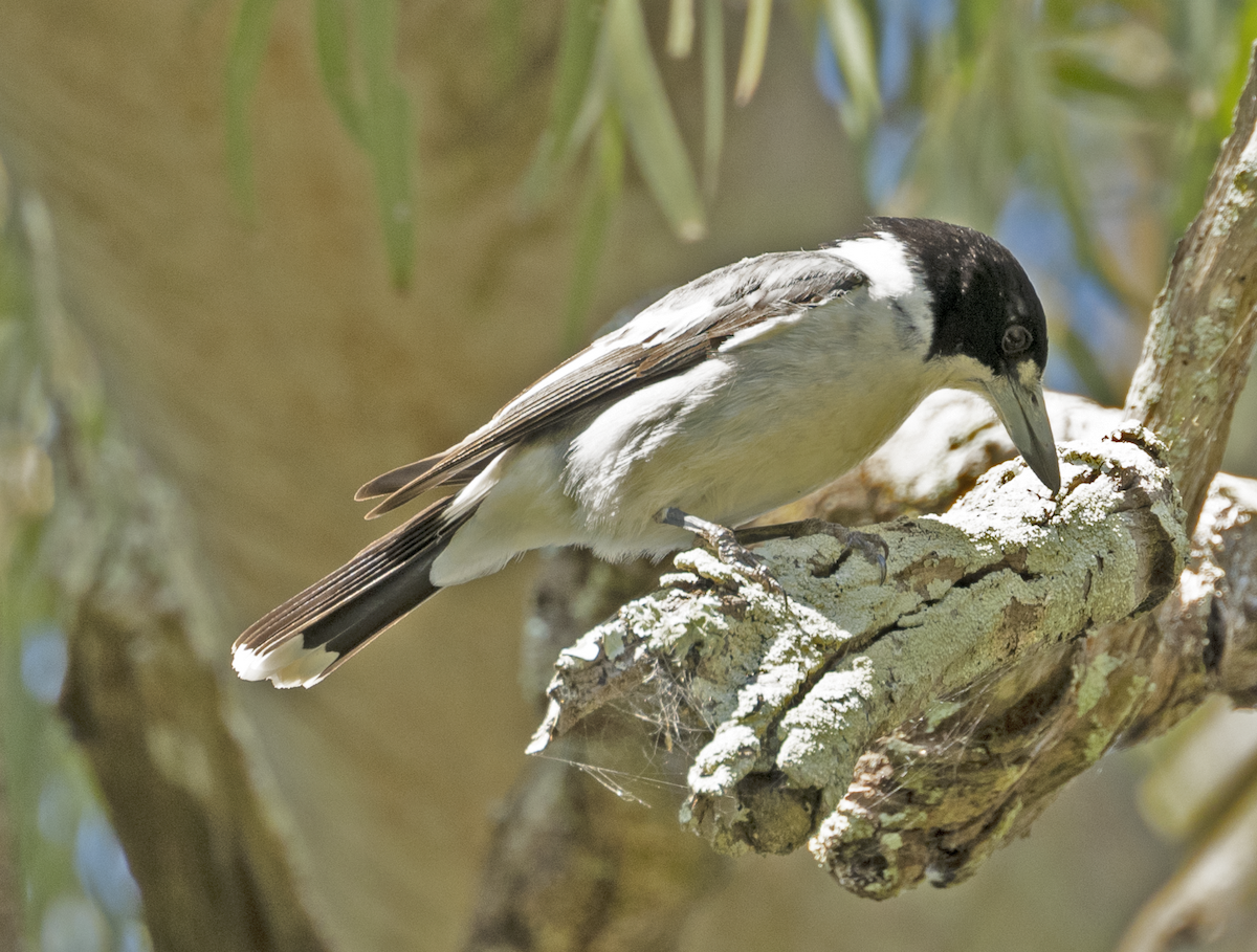 Gray Butcherbird - ML495806761