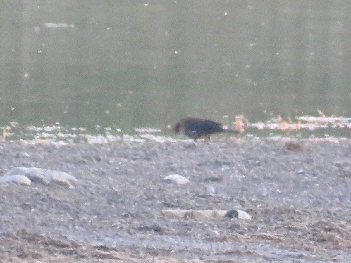 Rusty Blackbird - ML495807401